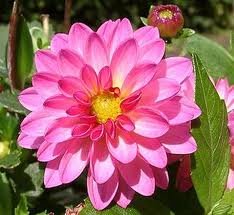 dahlia