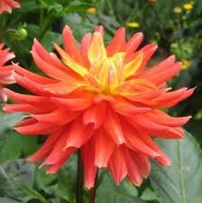 dahlia